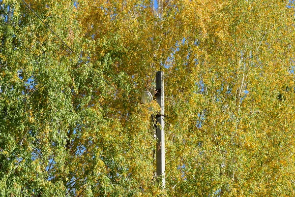 Sammlung Von Schönen Bunten Herbstblättern Grün Gelb Und Orange Und — Stockfoto