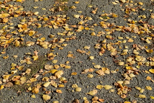 Sammlung Von Schönen Bunten Herbstblättern Grün Gelb Und Orange Und — Stockfoto