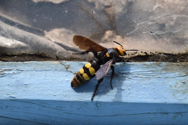 Megascolia Maculata Mamut Wasp Scola Dev Eşekarısı Bir Ahşap Kutu — Stok fotoğraf