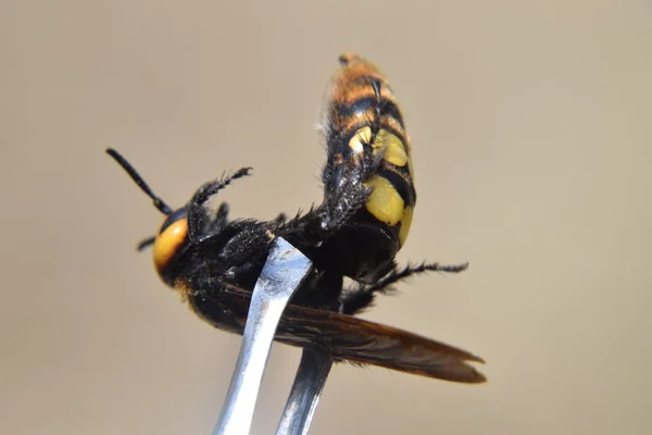 Megascolia Maculata Mamut Wasp Wasp Scola Dev Cımbız Üzerinde — Stok fotoğraf