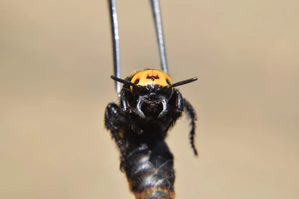 Megascolia Maculata Vespa Mamute Vespa Pinças Gigantes Scola — Fotografia de Stock