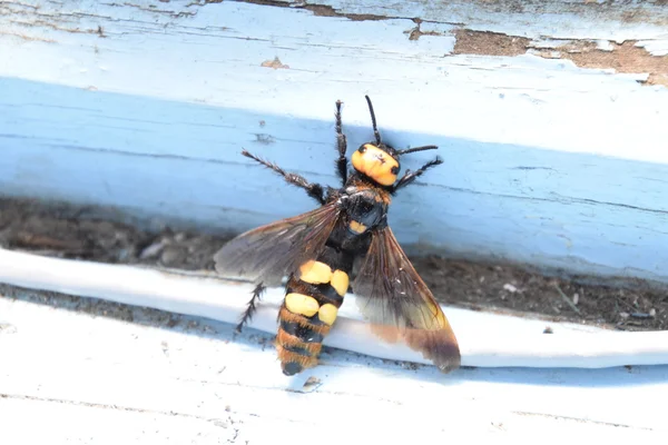 Megascolia Maculata Mammutwespe Riesenwespe Auf Einer Holzkiste — Stockfoto