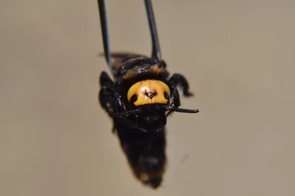 Megascolia Maculata Mamut Wasp Wasp Scola Dev Cımbız Üzerinde — Stok fotoğraf