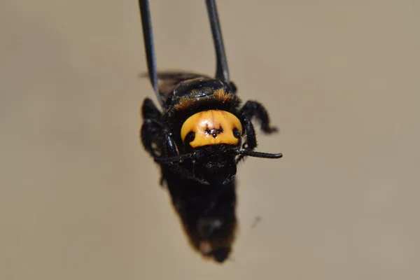 Megascolia Maculata Mamut Wasp Wasp Scola Dev Cımbız Üzerinde — Stok fotoğraf