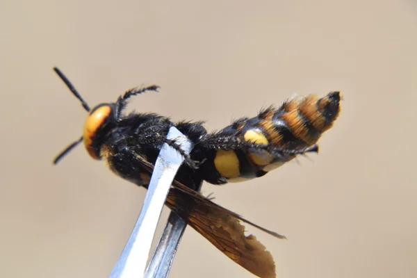 Megascolia 猛犸象黄蜂 斯科拉巨型镊子上的黄蜂 — 图库照片