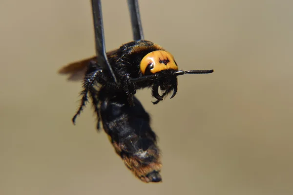 Megascolia 猛犸象黄蜂 斯科拉巨型镊子上的黄蜂 — 图库照片