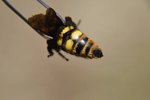 Megascolia ワーギ 巨大なハチ スコラ巨大ピンセットに蜂 — ストック写真