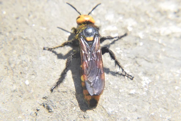 Megascolia Maculata Mamut Wasp Wasp Scola Dev Arka Görünümü Üzerinde — Stok fotoğraf
