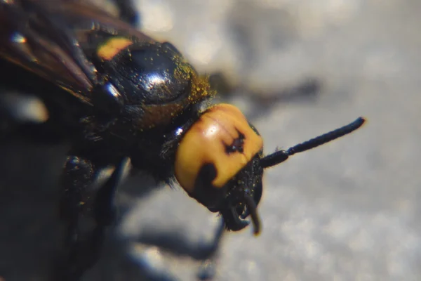 Megascolia Maculata Мамонтова Оса Оса Скола Гигантский Крупный План — стоковое фото