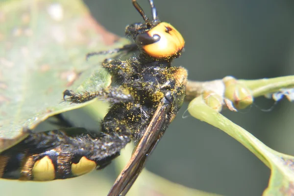 Megascolia Maculata Vespa Dei Mammut Vespa Scola Gigante Sul Fogliame — Foto Stock