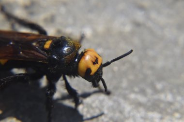 Megascolia maculata. Mamut wasp. WASP Scola dev yakın çekim.