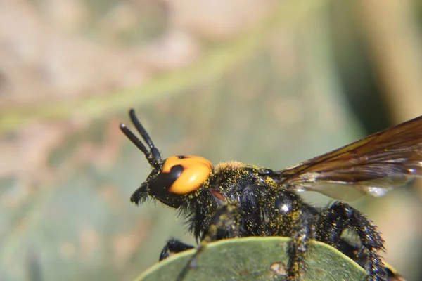 Megascolia Maculata Mammutwespe Wespenschuppen Riese Auf Dem Laub — Stockfoto