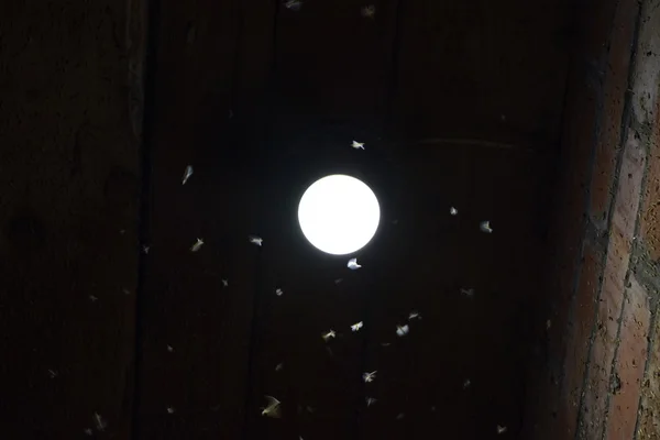 Bir Ampul Gece Böcekler Cazibe Böcekler Işık — Stok fotoğraf