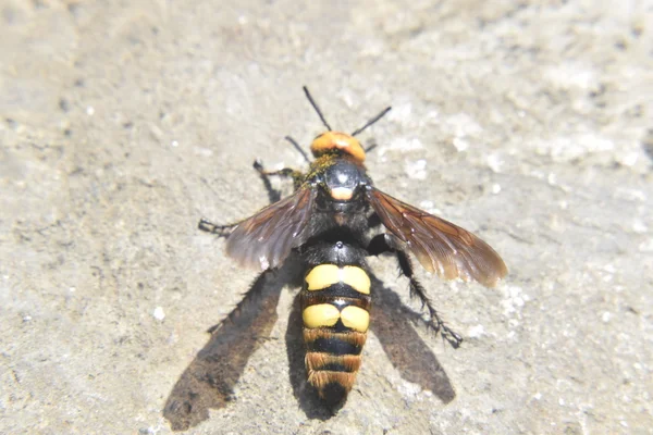 Megascolia Maculata Mammoth Wasp Wasp Scola Giant Concrete Rear View — Stock Photo, Image