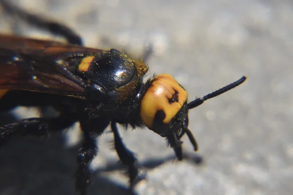 Megascolia Maculata Mamut Wasp Wasp Scola Dev Yakın Çekim — Stok fotoğraf