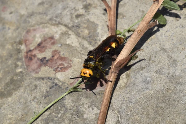 Megascolia Maculata Vespa Mamute Vespa Gigante Scola Concreto Com Raminhos — Fotografia de Stock