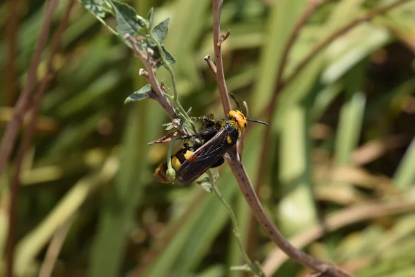 Megascolia Maculata Mammoth Wasp — Stock Photo, Image