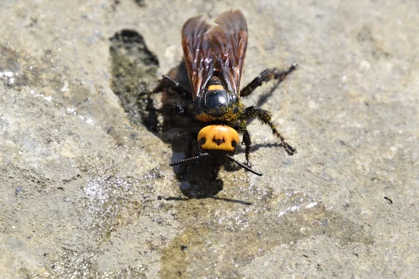 Megascolia Maculata Mamut Wasp Bir Birikintisi Içmeyi Wasp Scola Dev — Stok fotoğraf