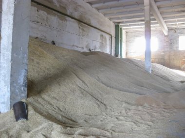 Arpa ve buğday hisse senedi taneleri yığını. Tüketiciye teslim önce tahıl mahsulün depolama.