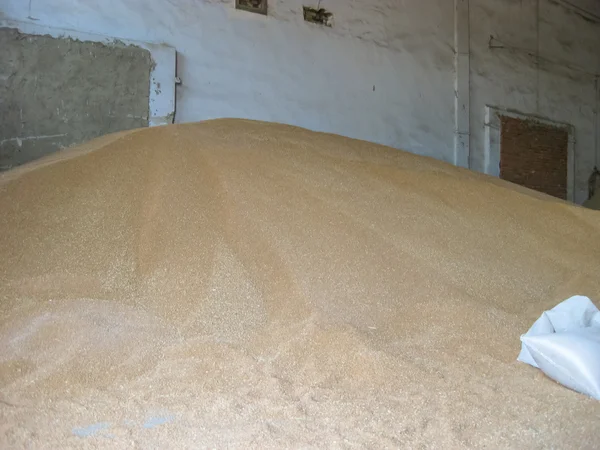Heap Grains Barley Wheat Stock Storage Grain Crop Delivery Consumer — Stock Photo, Image