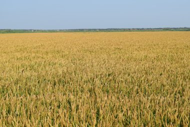Pirinç paddies pirinç tarlası. Pirinç ekimi ılıman iklimlerde.