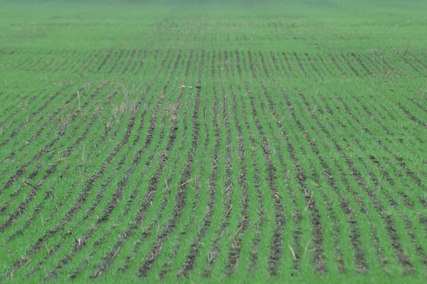 Весняне Озиме Пшеничне Поле Пагони Пшениці Полі Землі Вирощування Зернових — стокове фото