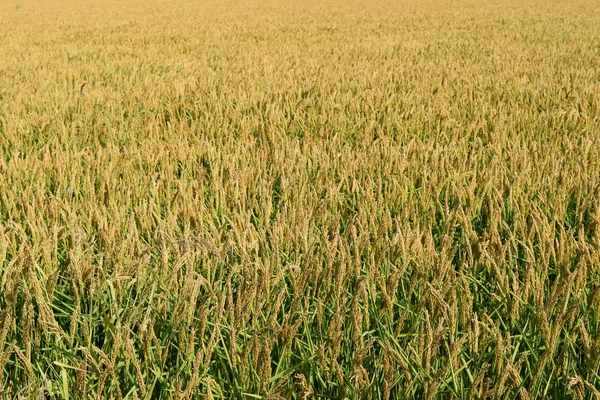 稻田里的水稻田 温带气候条件下的水稻栽培 — 图库照片