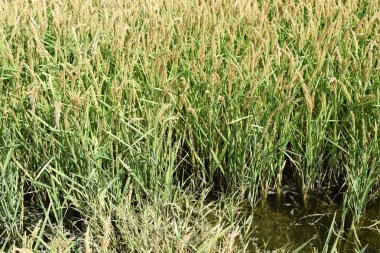 Pirinç paddies pirinç tarlası. Pirinç ekimi ılıman iklimlerde.