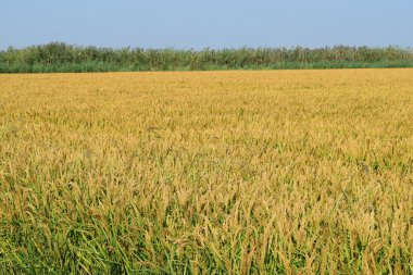 Pirinç paddies pirinç tarlası. Pirinç ekimi ılıman iklimlerde.