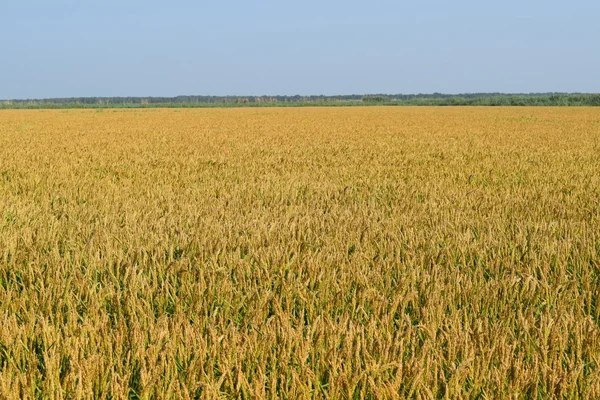 稻田里的水稻田 温带气候条件下的水稻栽培 — 图库照片