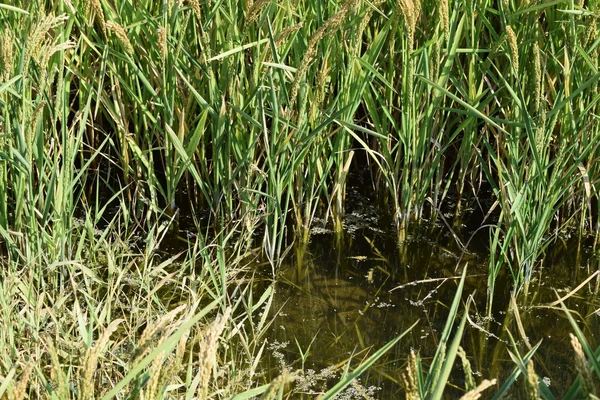 Reisfeld Den Reisfeldern Reisanbau Gemäßigten Klimazonen — Stockfoto