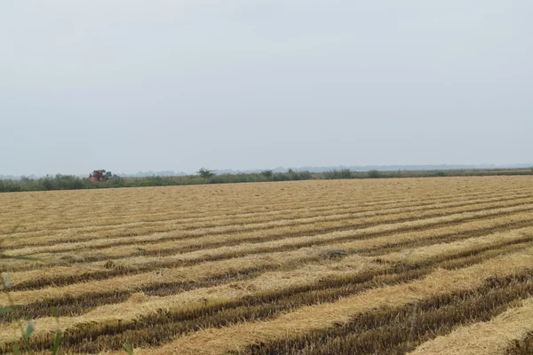 Alan Pirinç Hasat Başladı Pirinç Paddies Pirinç Tarlası Pirinç Ekimi — Stok fotoğraf