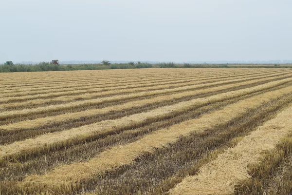 Field Rice Harvest Began Field Rice Rice Paddies Rice Cultivation — Stock Photo, Image