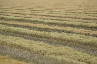 Alan pirinç hasat başladı. Pirinç paddies pirinç tarlası. Pirinç ekimi ılıman iklimlerde.