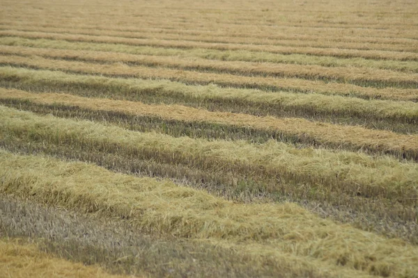 Field Rice Harvest Began Field Rice Rice Paddies Rice Cultivation — Stock Photo, Image