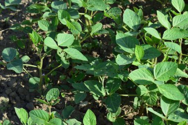 Соевые поля. Выращивания сои в открытом грунте по полям Кубани.