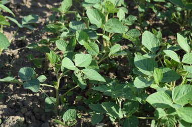 Соевые поля. Выращивания сои в открытом грунте по полям Кубани.