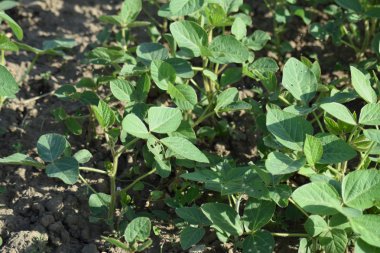 Соевые поля. Выращивания сои в открытом грунте по полям Кубани.