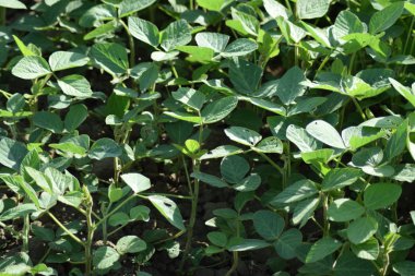 Соевые поля. Выращивания сои в открытом грунте по полям Кубани.