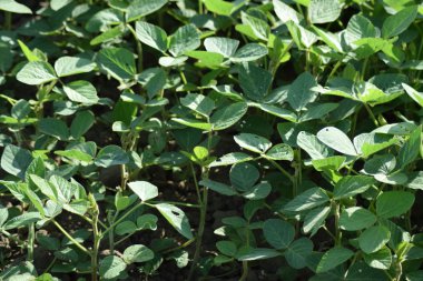 Соевые поля. Выращивания сои в открытом грунте по полям Кубани.