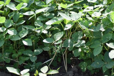 Соевые поля. Выращивания сои в открытом грунте по полям Кубани.