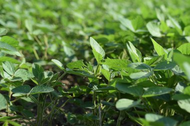Соевые поля. Выращивания сои в открытом грунте по полям Кубани.
