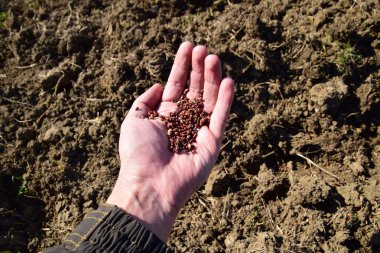 Mısır kontrolden Ekim. El ile bahçede Mısır Dikim.