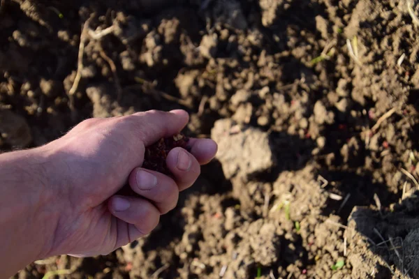 Sowing of maize out of hand. Manual planting of corn in the garden.