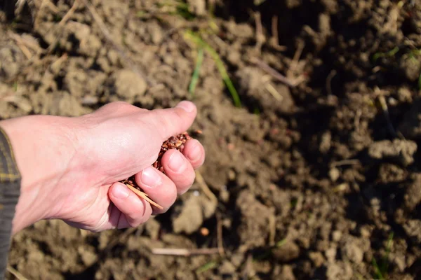 Sowing Maize Out Hand Manual Planting Corn Garden — Stock Photo, Image