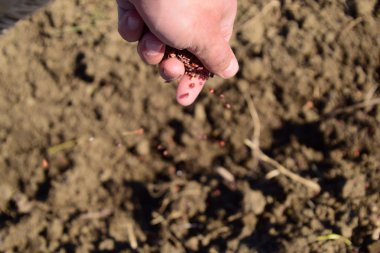 Mısır kontrolden Ekim. El ile bahçede Mısır Dikim.