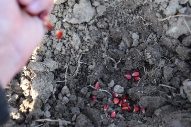 Mısır kontrolden Ekim. El ile bahçede Mısır Dikim.