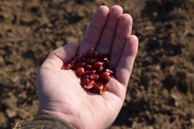 Mısır kontrolden Ekim. El ile bahçede Mısır Dikim.