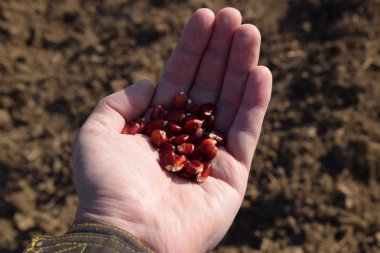 Mısır kontrolden Ekim. El ile bahçede Mısır Dikim.
