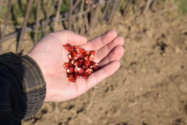 Mısır kontrolden Ekim. El ile bahçede Mısır Dikim.